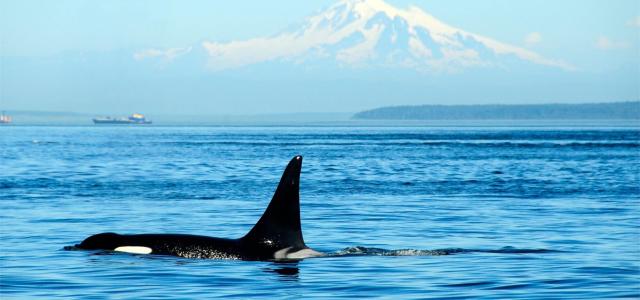 Wild orca