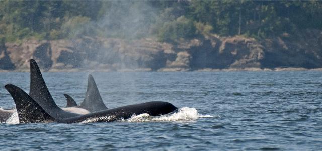 Orca